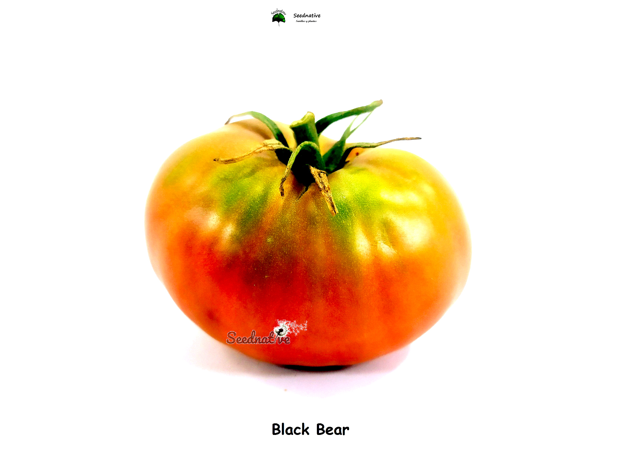 Tomate Black Bear - 15 semillas 