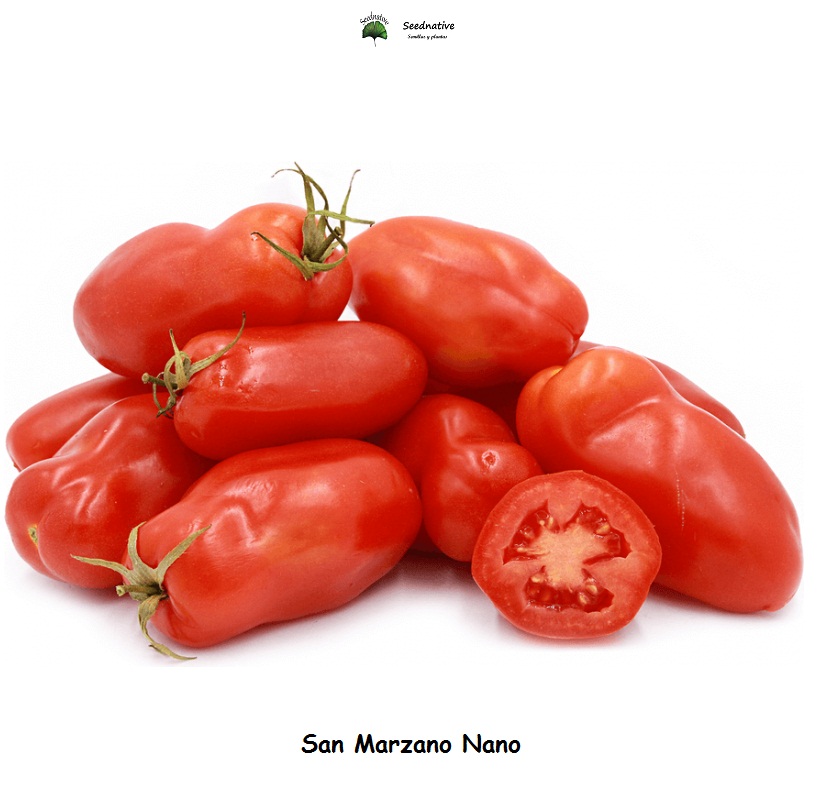Tomate San Marzano Nano - 50 semillas
