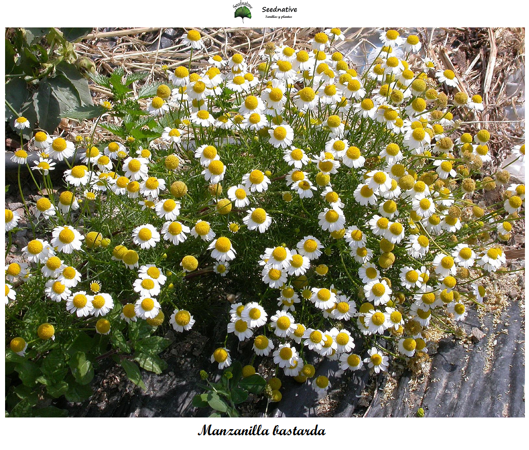 Anthemis arvensis - Manzanilla bastarda - 500 semillas