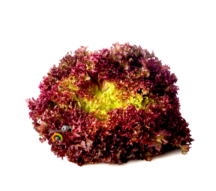 Lechuga Lollo Rossa - 1000 semillas 