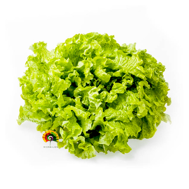 Lechuga Batavia Rubia - 1000 semillas