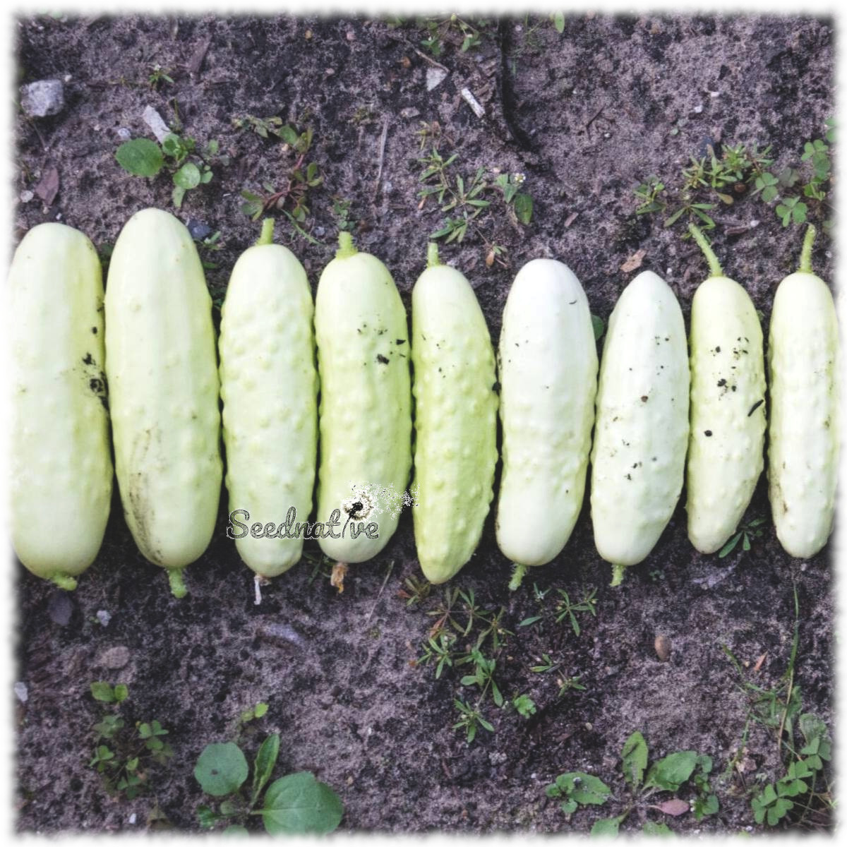 Pepino White wonder - 100 semillas 