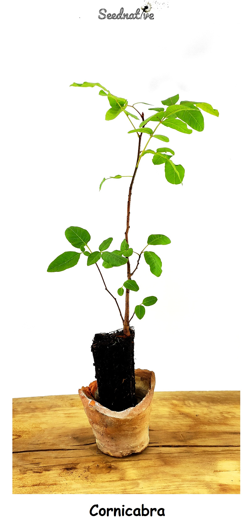 Planta de Pistacia terebinthus - Cornicabra - 2 Años 
