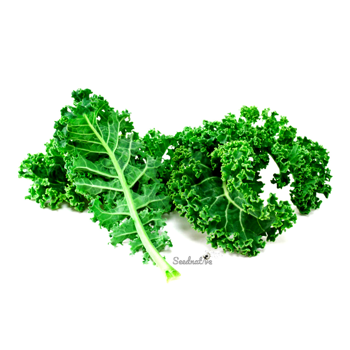 Brassica oleracea var. sabellica - Kale - 1000 semillas