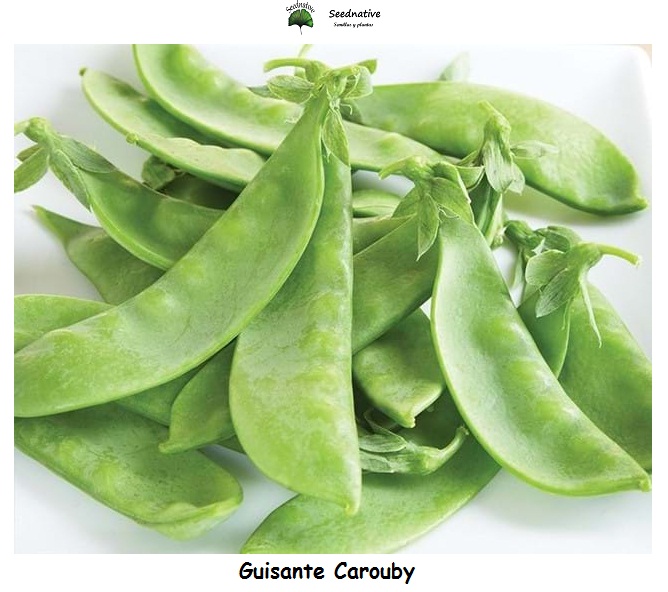 Guisante Carouby - 100 semillas