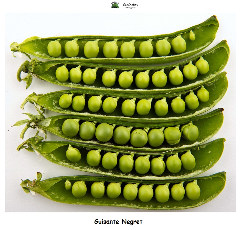 Guisante Negret - 100 semillas