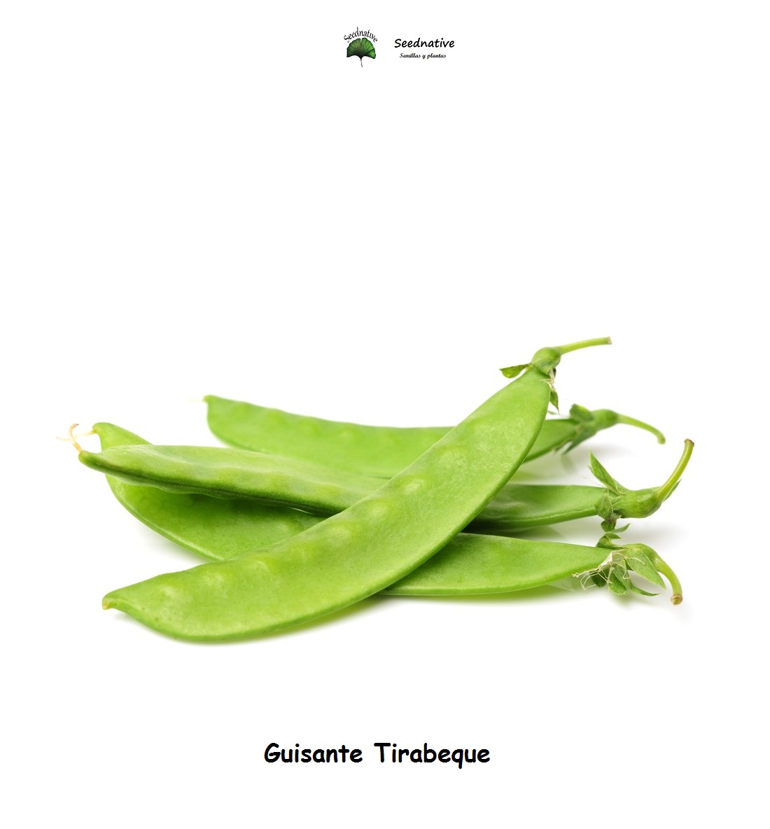 Guisante Tirabeque - 100 semillas