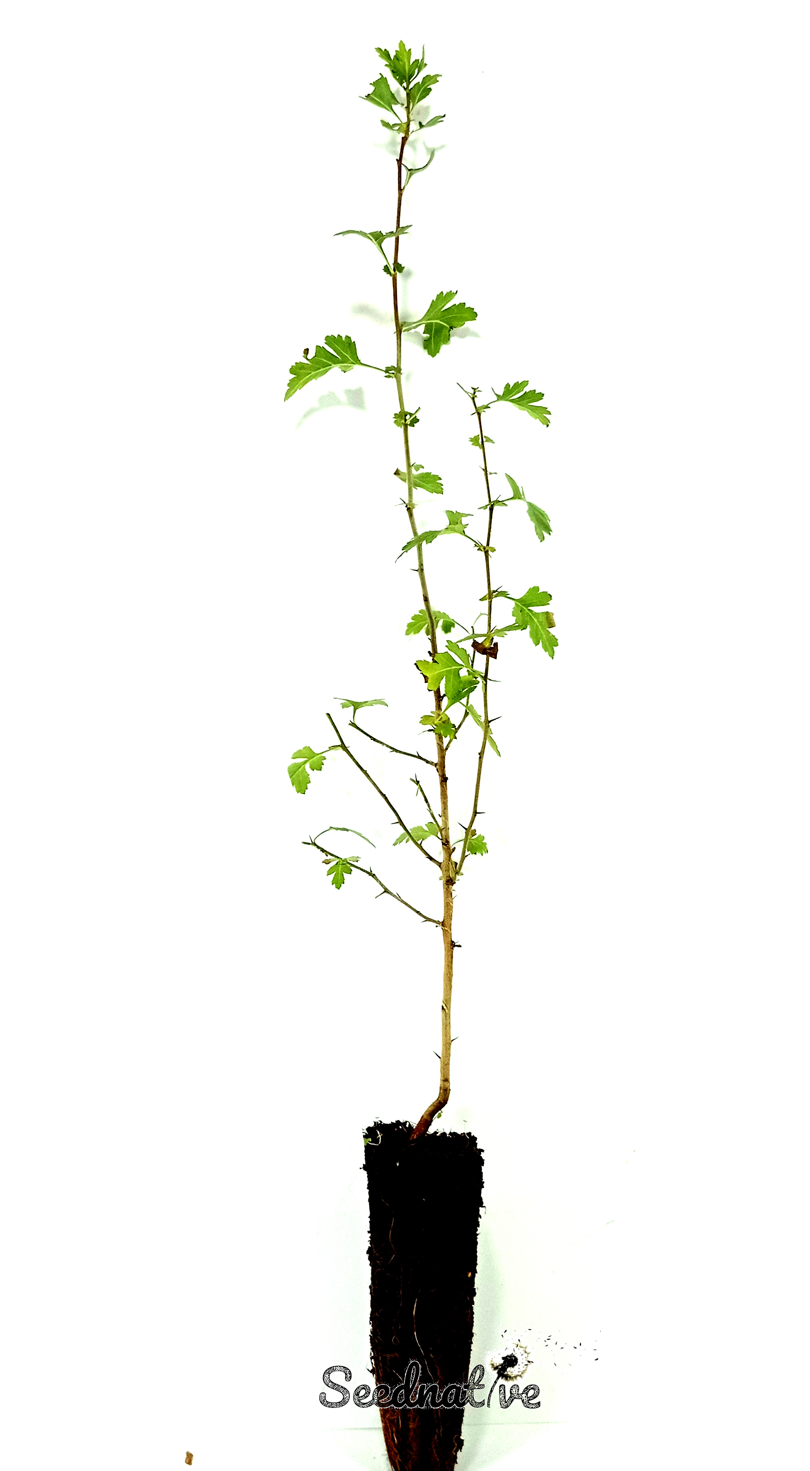Planta de Crataegus monogyna - Espino albar - 2 años