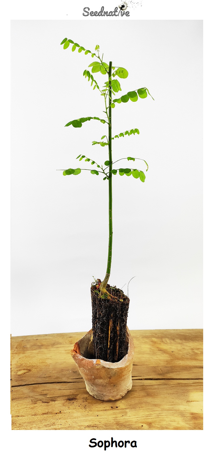 Planta de Sophora japonica - Acacia del Japón - 2 Años