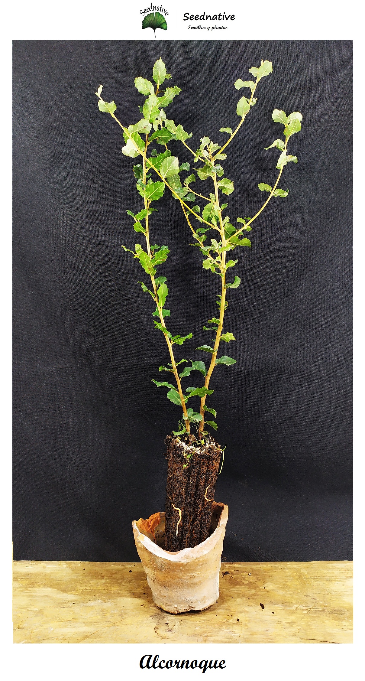 Planta de Quercus suber - Alcornoque mediterráneo - 2 Años 