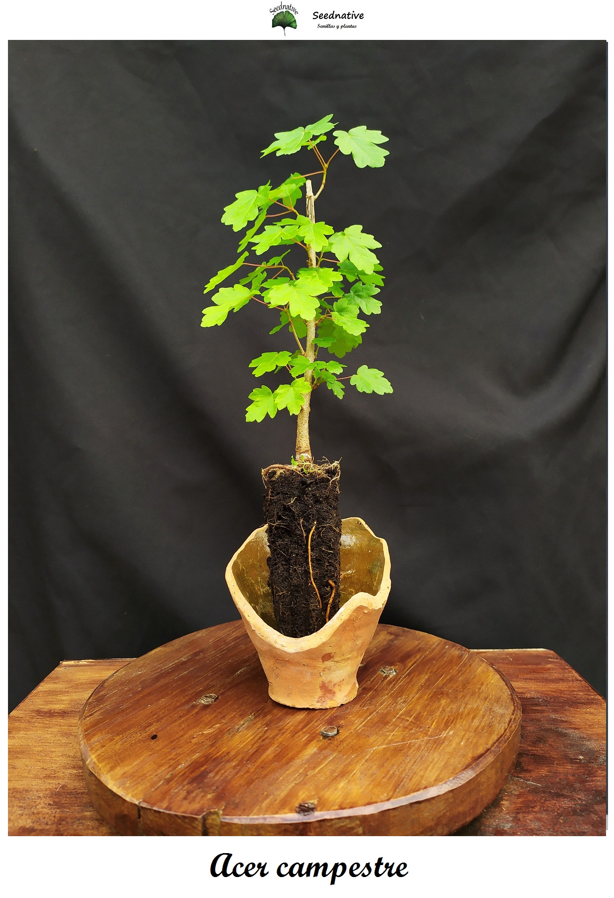 Planta de Acer campestre - Arce menor - 2 Años 