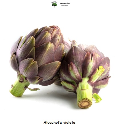 Alcachofa Violet de Provence - 20 semillas