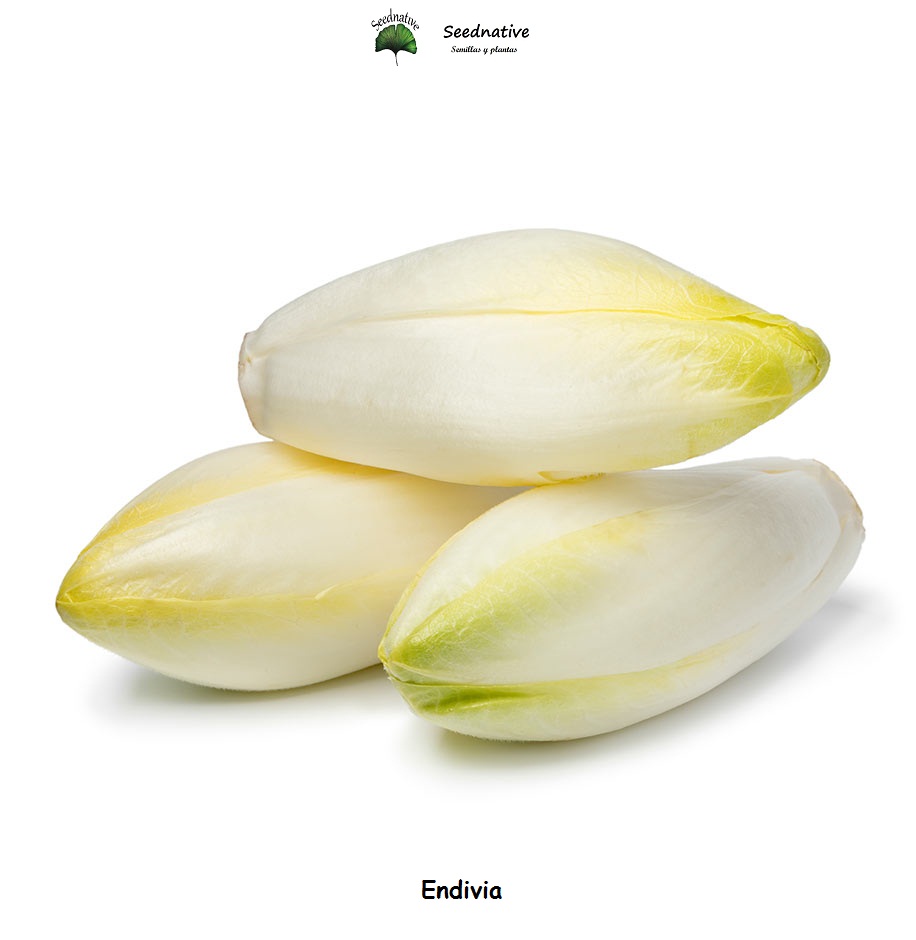 Endivia Mechelse middelvroeg - 1000 semillas - seeds