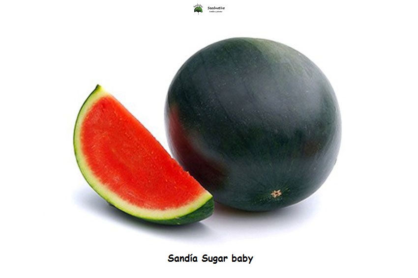 Sandia Sugar baby - 100 semillas - seeds