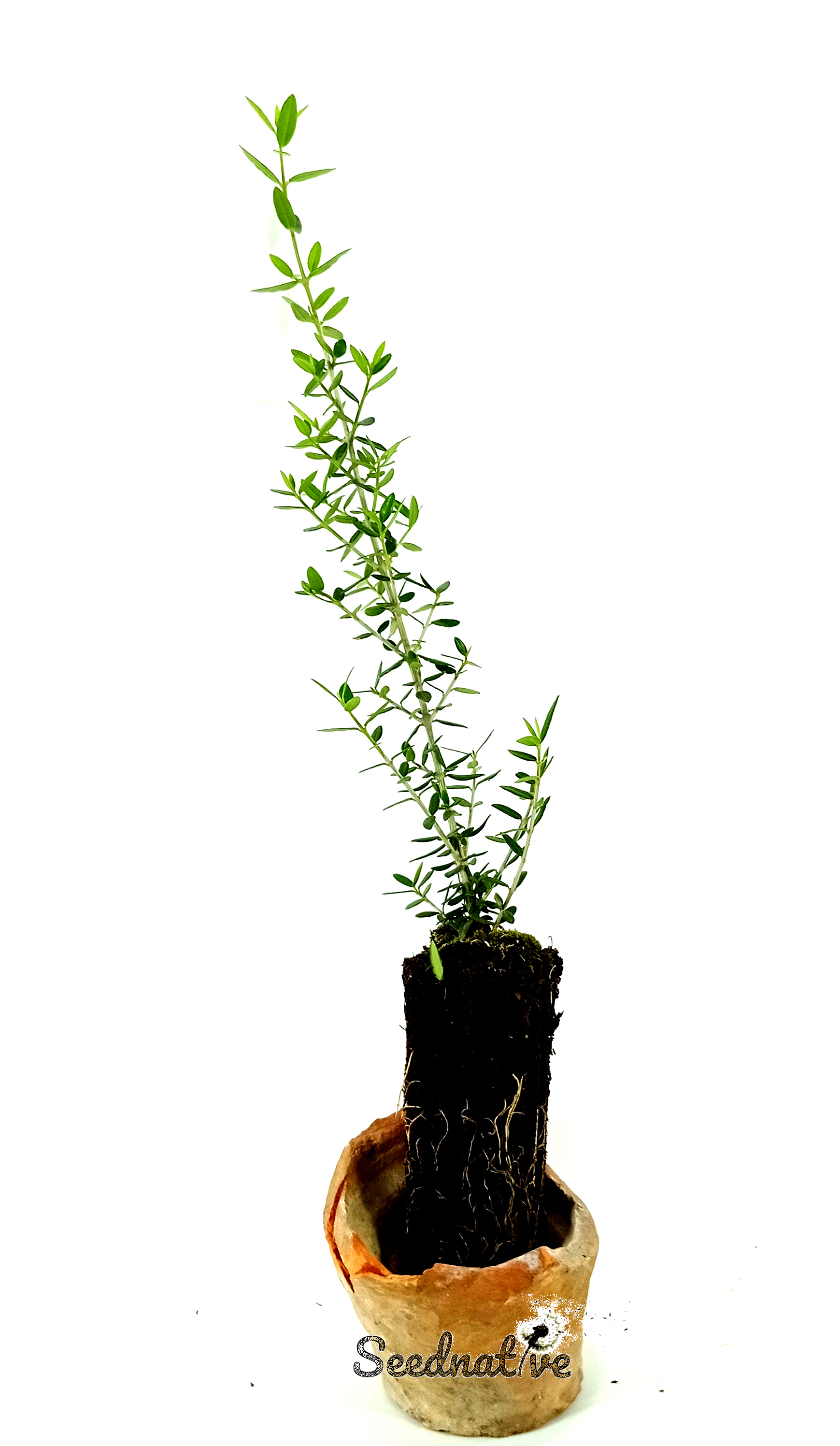 Planta de Acebuche - Olea europaea var. sylvestris - 2 Años 