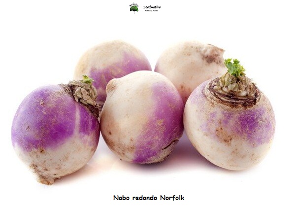 Nabo redondo Norfolk violeta - 5000 semillas