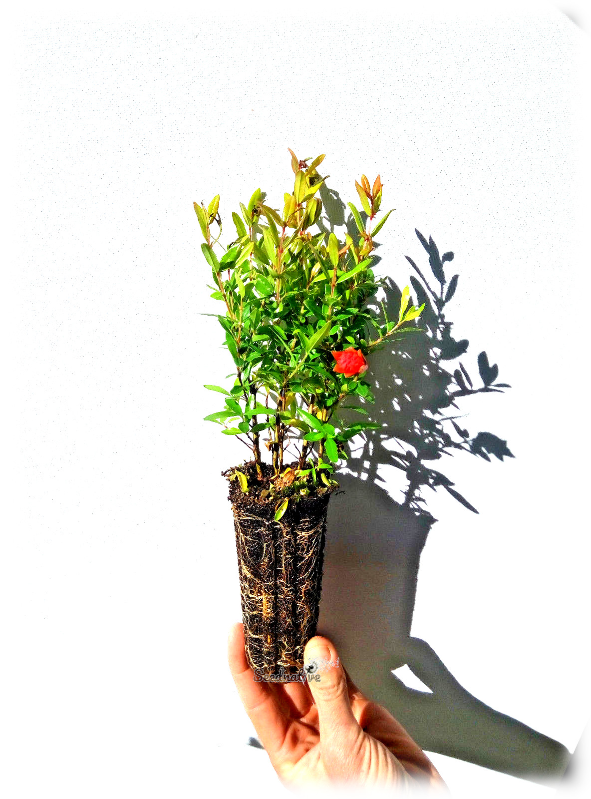 Planta de Punica granatum var. nana - Granado enano - 2 Años