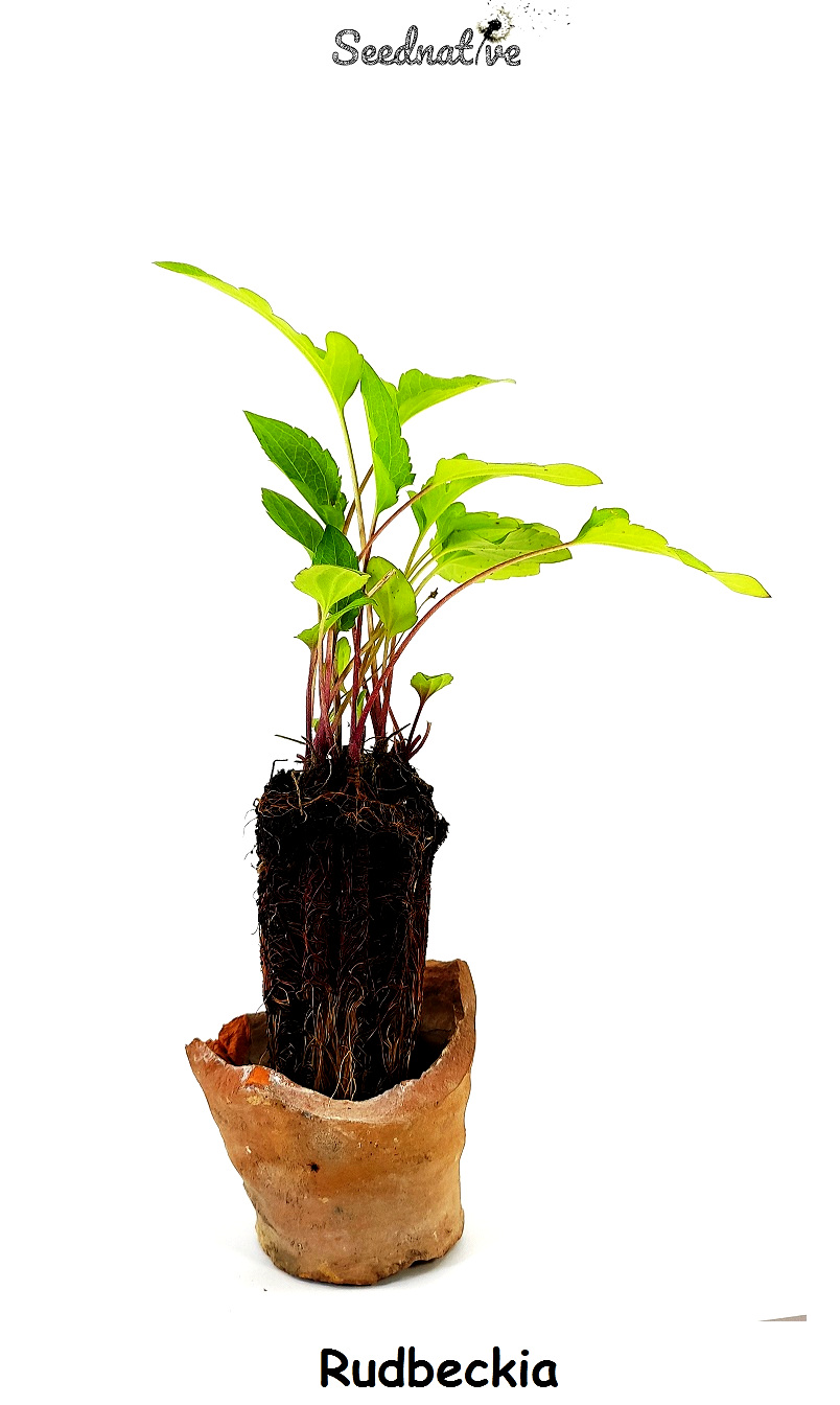 Planta de Rudbeckia triloba - Rudbeckia - 2 años