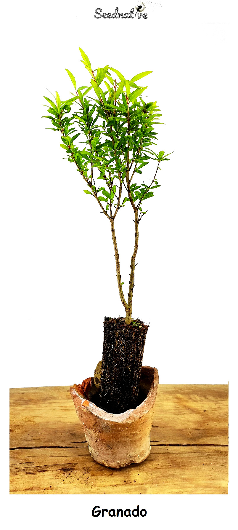 Planta de Punica granatum - Granado - 2 Años 