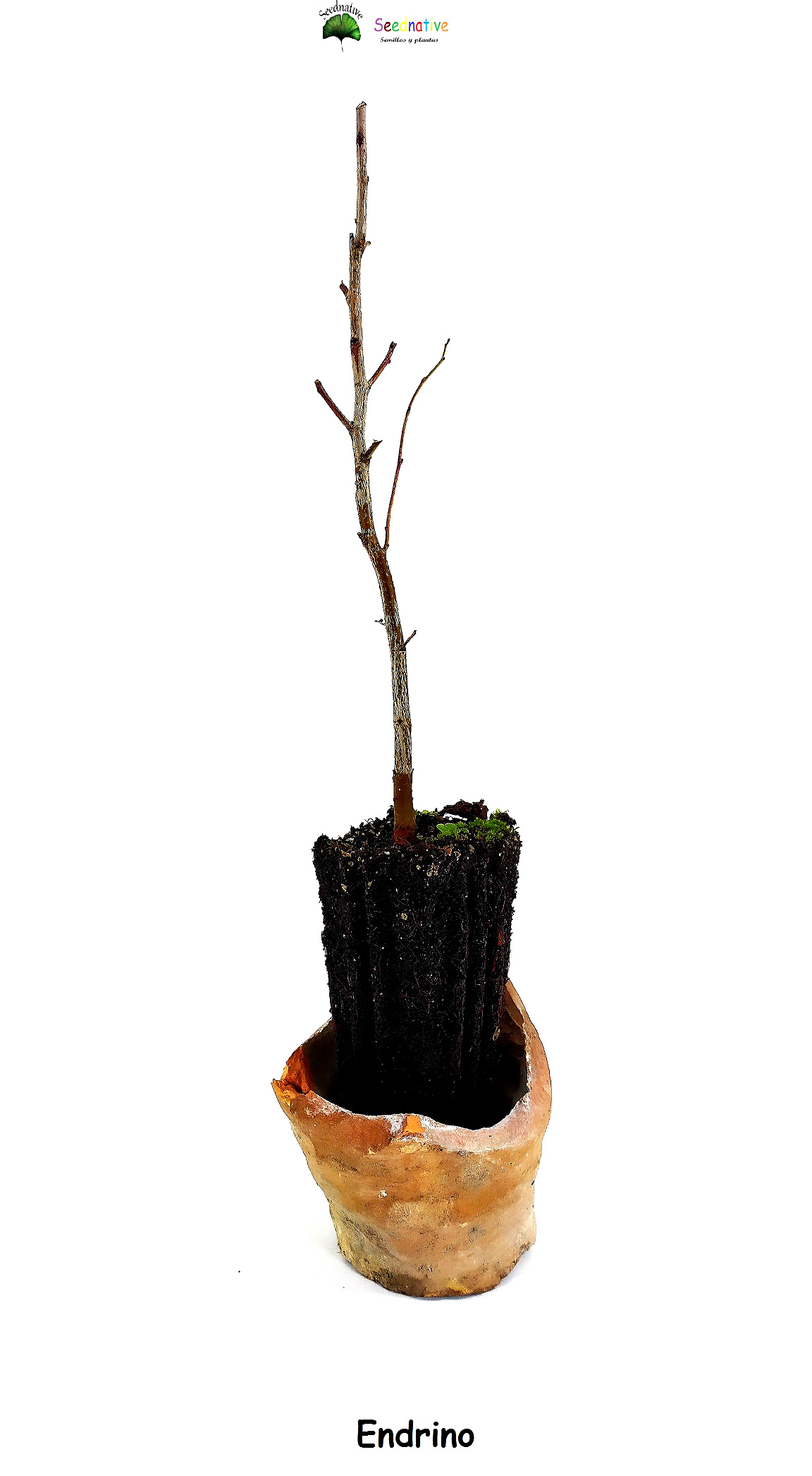 Planta de Endrino - Prunus spinosa - 2 Años 