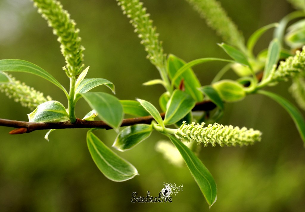 Planta de  Sauce blanco - Salix alba - 2 Años