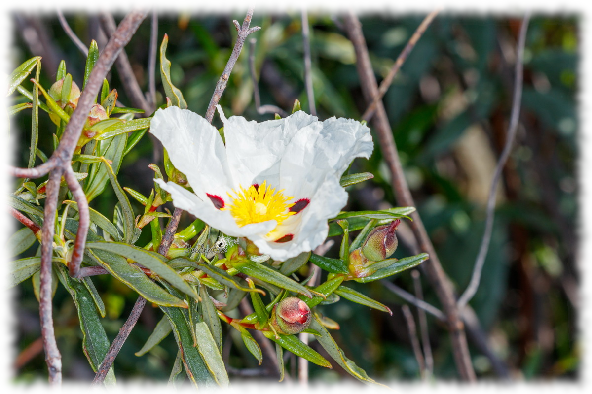 Semi Di Cisto (Cistus Ladanifer) - Pianta Mediterranea Fiori Bianchi - Semi Da Giardinaggio