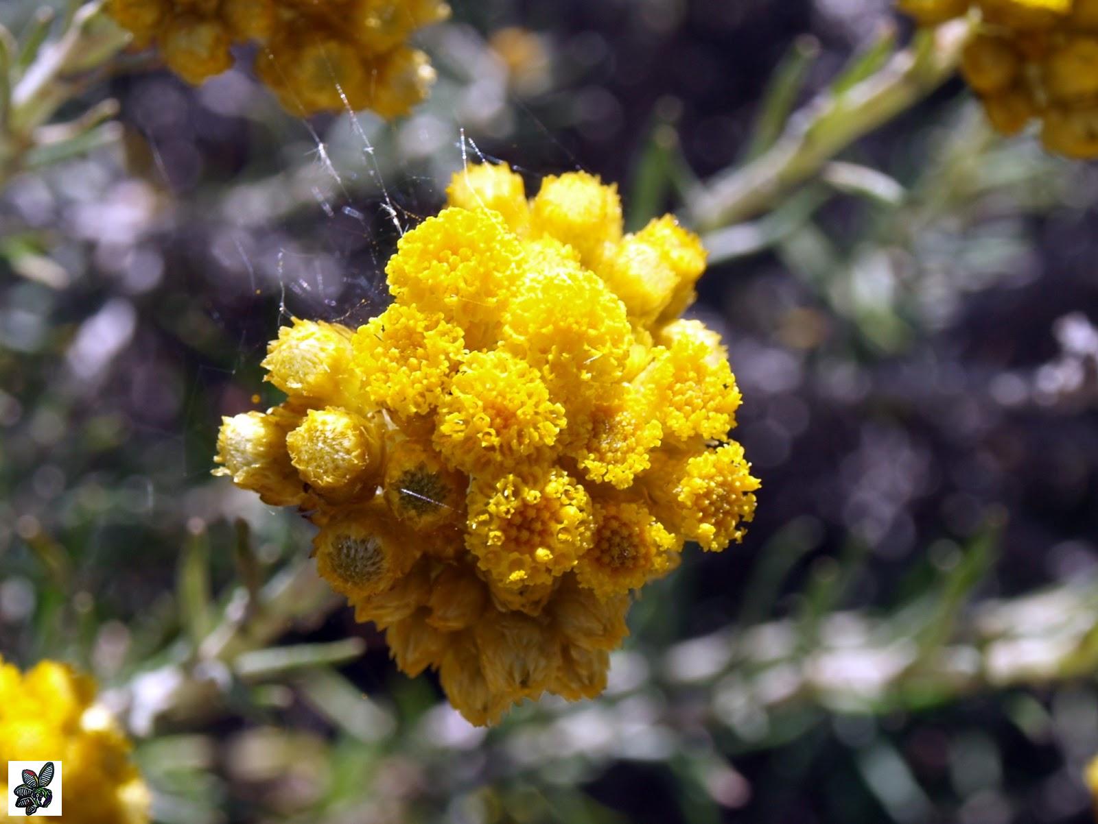 Helichrysum stoechas - Siempreviva - 100 semillas - Everlasting