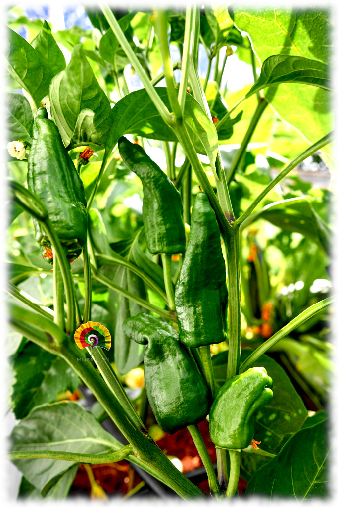 1000 Semi Di Peperone Di Padron | Pimiento De Padron | Orto Facile | Prodotti Spagna - Foto 3